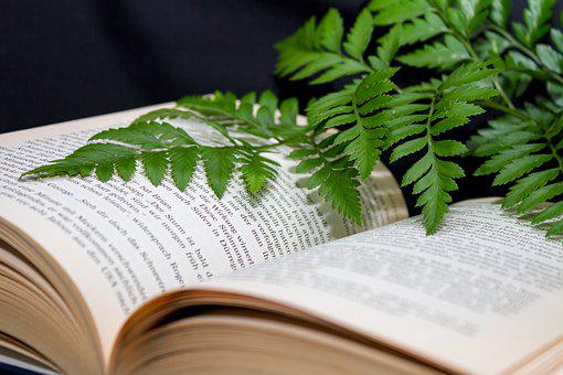 一本书, 读, 倾斜的, 学习, 训练, 植物, 绿色的植物, 蕨类, 培训