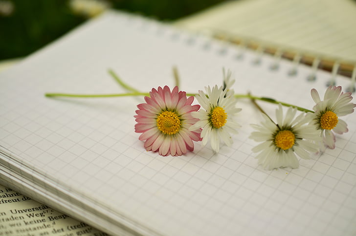 notebook, book, book pages, paper, blank pages, leave, daisy