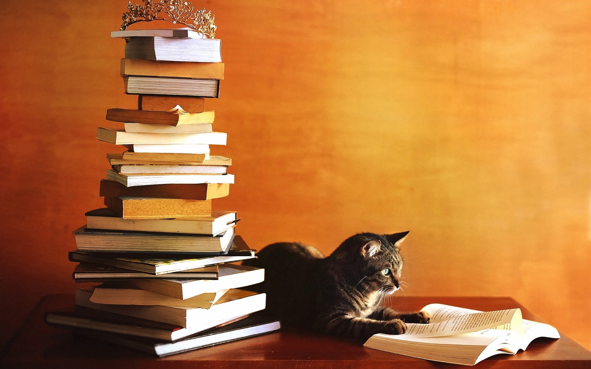 Cat-study-hard-reading-book_1920x1200.jpg